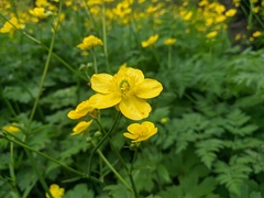 Ranunculus constantinopolitanus