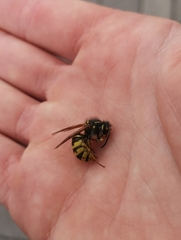 Vespula vulgaris