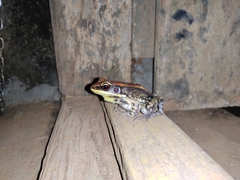 Hydrophylax bahuvistara