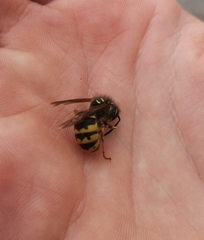 Vespula vulgaris