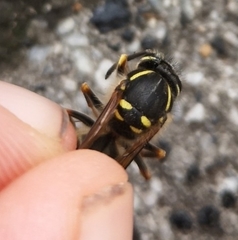 Vespula vulgaris