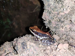 Hydrophylax bahuvistara