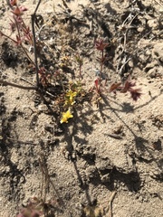 Eriophyllum multicaule