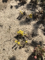 Eriophyllum multicaule