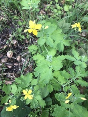 Chelidonium majus