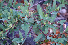 Quercus oblongifolia