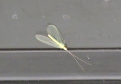 Chrysopa quadripunctata