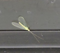 Chrysopa quadripunctata