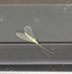 Chrysopa quadripunctata
