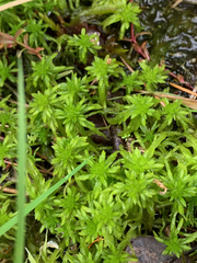 Sphagnum mendocinum