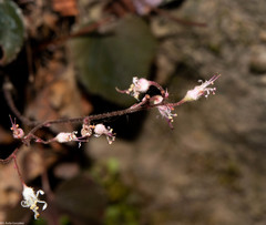 Heuchera mexicana mexicana