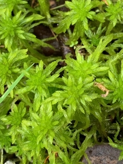 Sphagnum mendocinum
