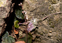 Heuchera mexicana mexicana