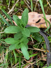 Sericocarpus rigidus