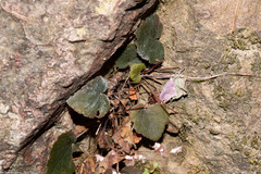 Heuchera mexicana mexicana
