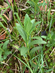 Sericocarpus rigidus