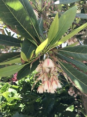Elaeocarpus grandiflorus