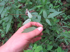 Clematis morefieldii