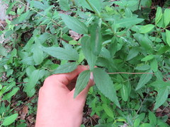 Clematis morefieldii