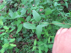 Clematis morefieldii