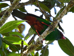 Chlorornis riefferii