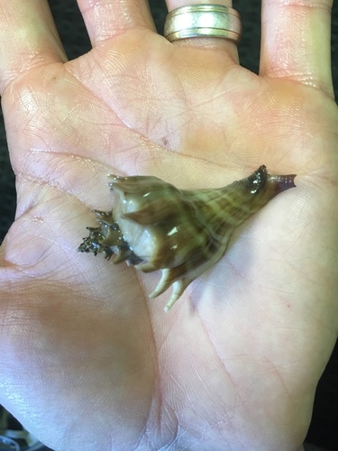 Forreria belcheri