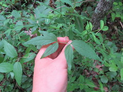 Clematis morefieldii