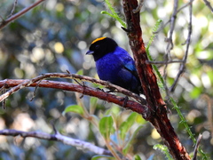 Iridosornis rufivertex