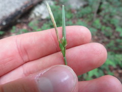 Carex oligocarpa