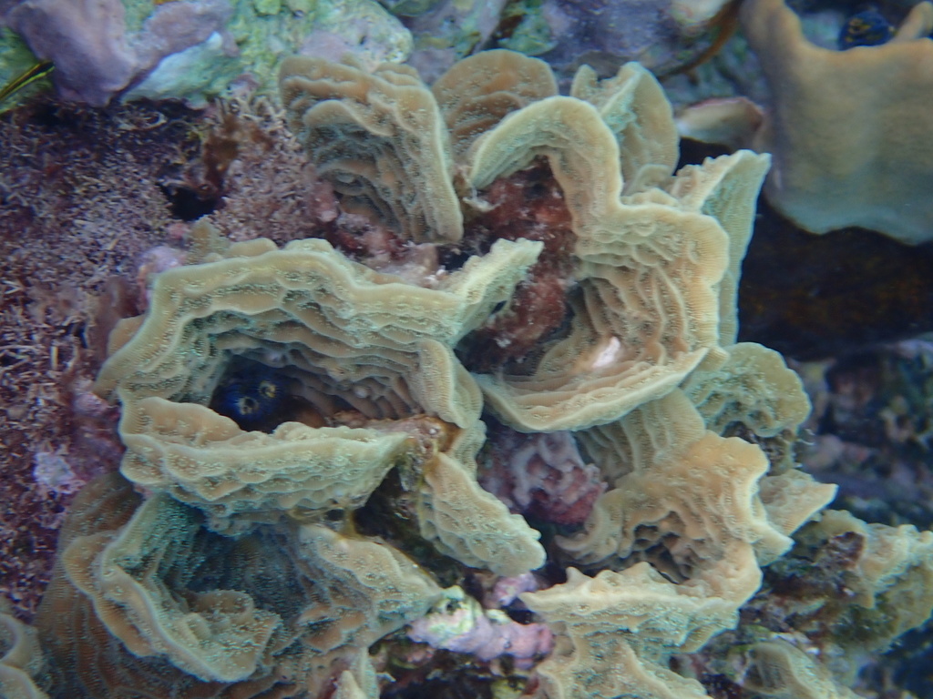 Lettuce Coral