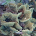 Lettuce Coral - Photo no rights reserved, uploaded by Jean-Paul Boerekamps