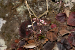 Heuchera mexicana mexicana