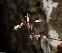 Heuchera mexicana mexicana