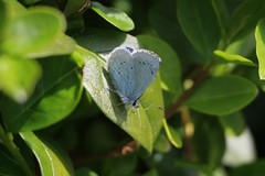 Celastrina argiolus