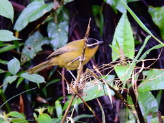 Kleinothraupis atropileus