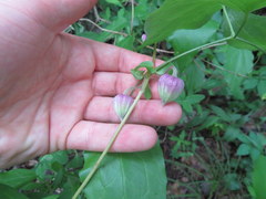 Clematis morefieldii