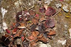 Heuchera mexicana mexicana