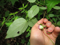 Clematis morefieldii