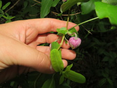 Clematis morefieldii