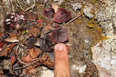 Heuchera mexicana mexicana