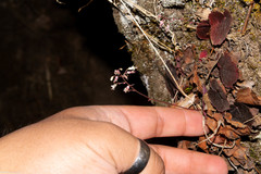 Heuchera mexicana mexicana