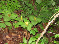 Trillium luteum
