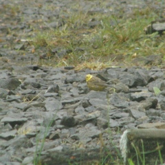 Emberiza citrinella caliginosa