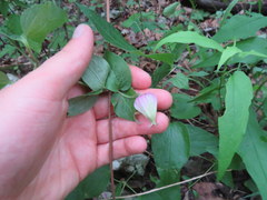 Clematis morefieldii