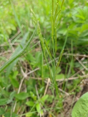 Cardamine graeca