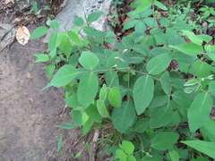 Desmodium nuttallii
