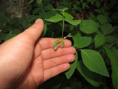 Desmodium nuttallii