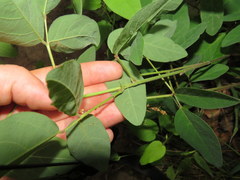 Desmodium nuttallii