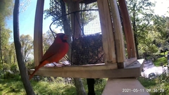 Cardinalis cardinalis