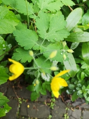 Chelidonium majus